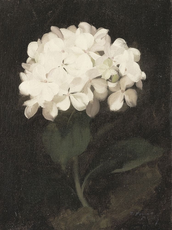 Picture of WHITE HYDRANGEA