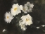 Picture of WILTING PEONIES