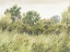 Picture of VINTAGE TREES AND FIELDS