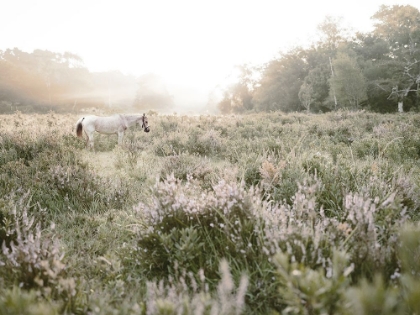 Picture of MISTY SUNSET HORSE