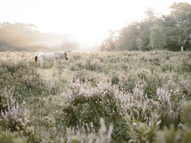 Picture of MISTY SUNSET HORSE