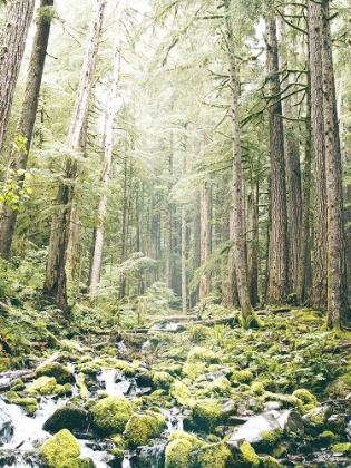Picture of FOREST GLOW