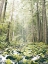 Picture of FOREST GLOW