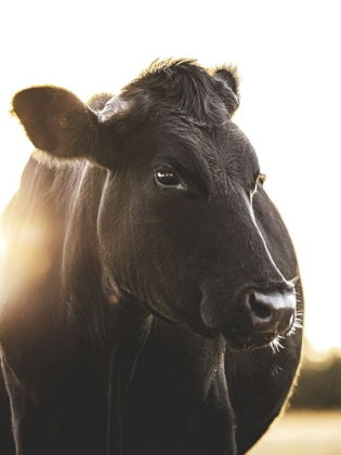 Picture of BESSIE THE COW