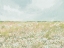 Picture of THE BUDDING FIELD