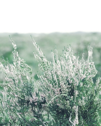 Picture of BLEACHED FIELDS