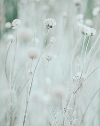 Picture of DRIED WILDFLOWERS