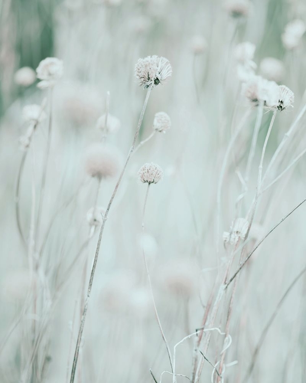 Picture of DRIED WILDFLOWERS