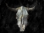 Picture of WESTERN SKULL