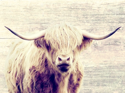 Picture of HAIRY STARE
