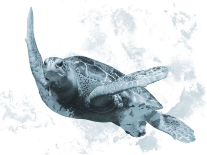 Picture of WEATHERED TURTLE 1
