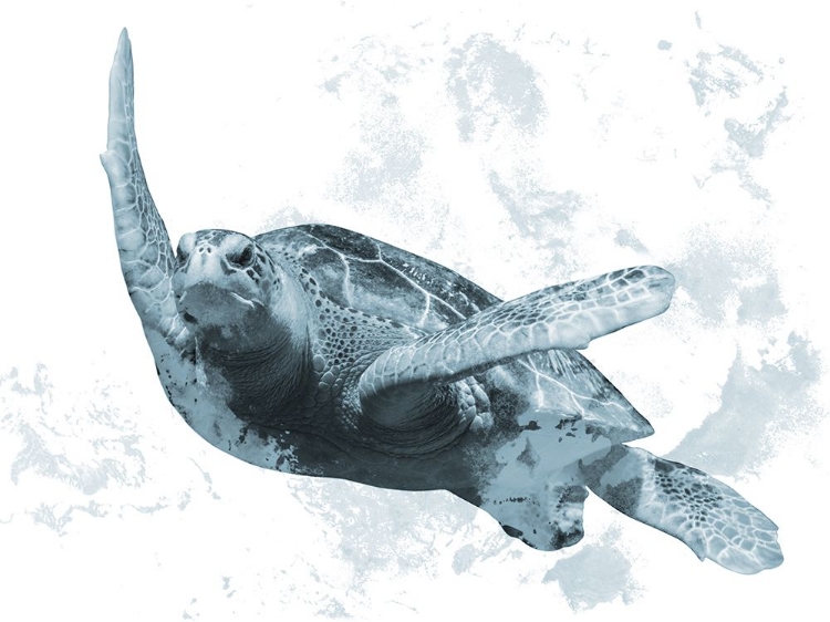 Picture of WEATHERED TURTLE 1