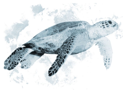Picture of WEATHERED TURTLE 2