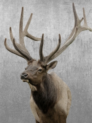 Picture of VIGILANT ELK
