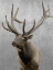 Picture of VIGILANT ELK