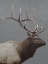 Picture of FOREST DWELLER 1