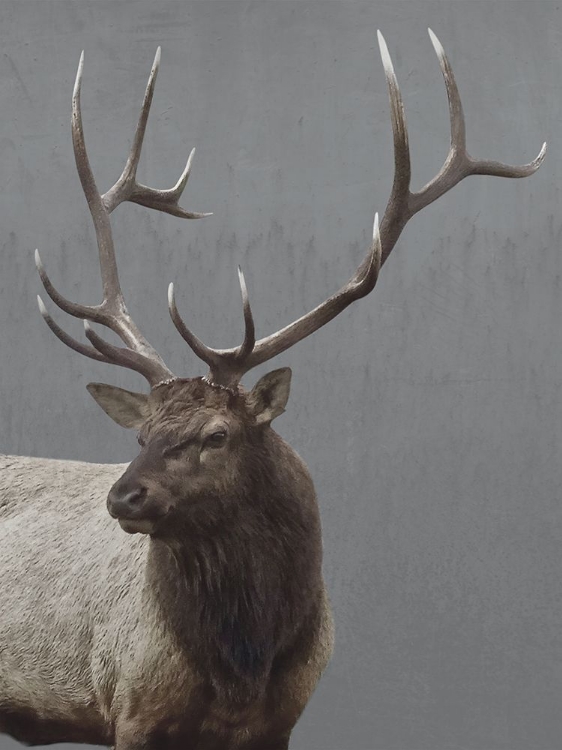 Picture of FOREST DWELLER 2