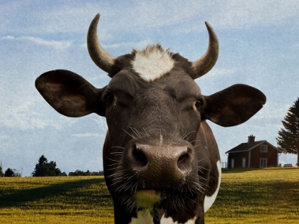 Picture of FARM COW