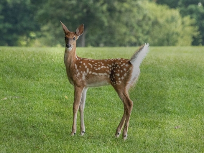 Picture of FIELD WANDERER 1