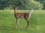 Picture of FIELD WANDERER 1