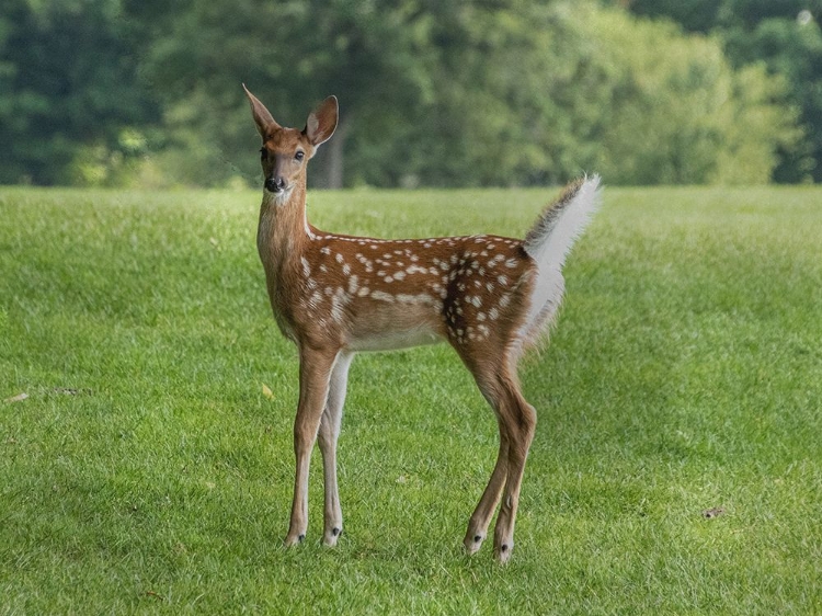 Picture of FIELD WANDERER 1