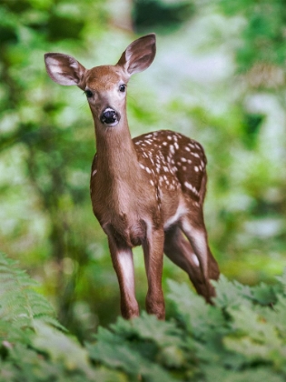 Picture of FIELD WANDERER 2