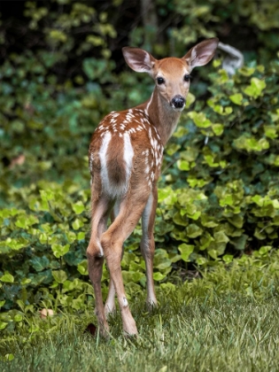 Picture of FIELD WANDERER 3