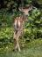 Picture of FIELD WANDERER 3