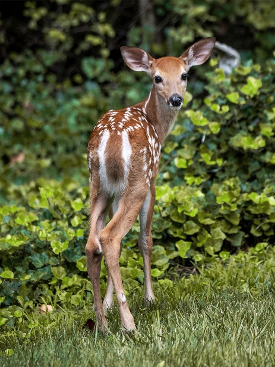 Picture of FIELD WANDERER 3