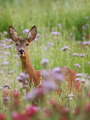 Picture of FIELD WANDERER 4