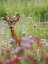 Picture of FIELD WANDERER 4