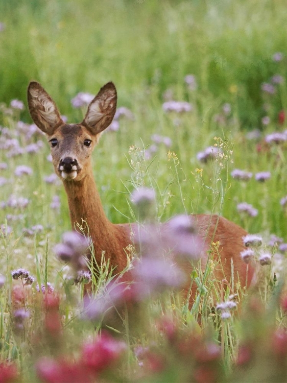 Picture of FIELD WANDERER 4