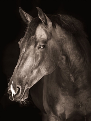 Picture of STRONG STALLION 1