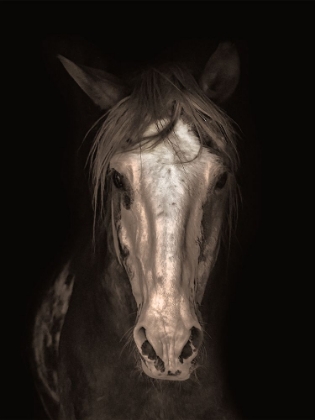Picture of STRONG STALLION 2