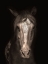 Picture of STRONG STALLION 2