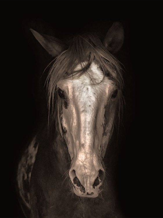 Picture of STRONG STALLION 2