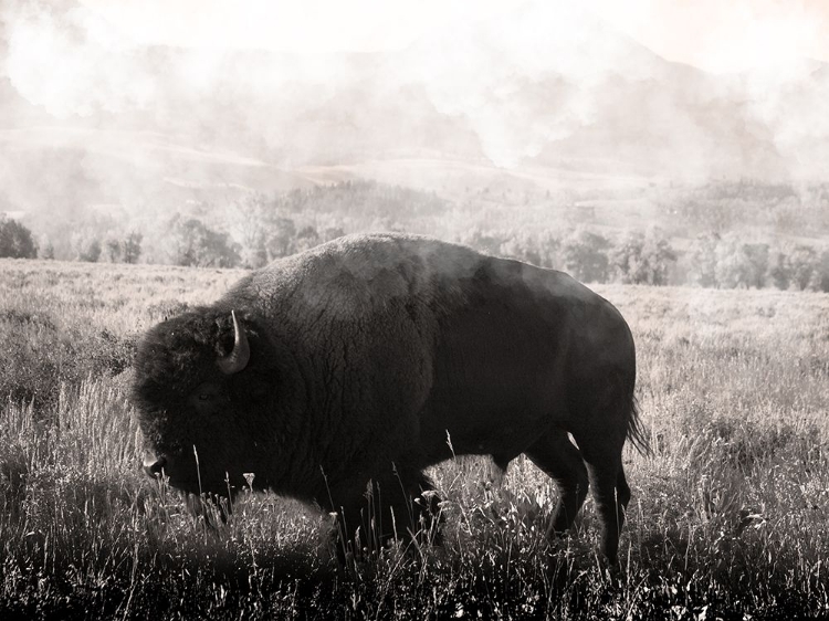 Picture of WANDERING BISON 1