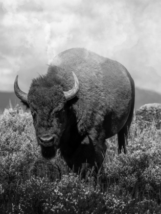 Picture of WANDERING BISON 2