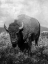 Picture of WANDERING BISON 2