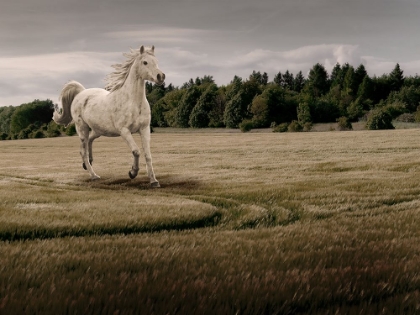 Picture of GALLOPING THRU THE FIELD 1