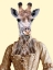 Picture of ROYAL GIRAFFE