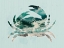 Picture of COASTAL CRAB
