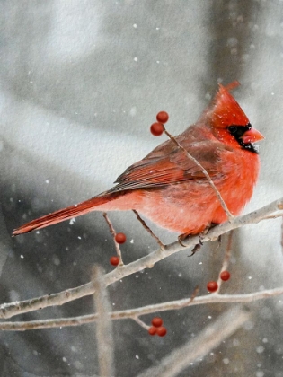 Picture of WINTER WATCHER