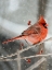 Picture of WINTER WATCHER