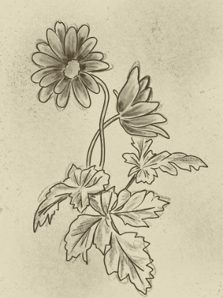 Picture of ILLUSTRATED FLORALS 1