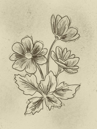 Picture of ILLUSTRATED FLORALS 2