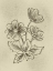 Picture of ILLUSTRATED FLORALS 2