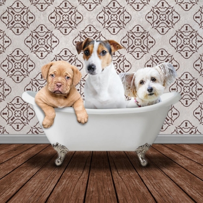Picture of BATH BUDDIES 1
