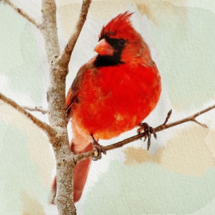 Picture of WATCHFUL CARDINAL