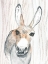 Picture of DONKEY 1